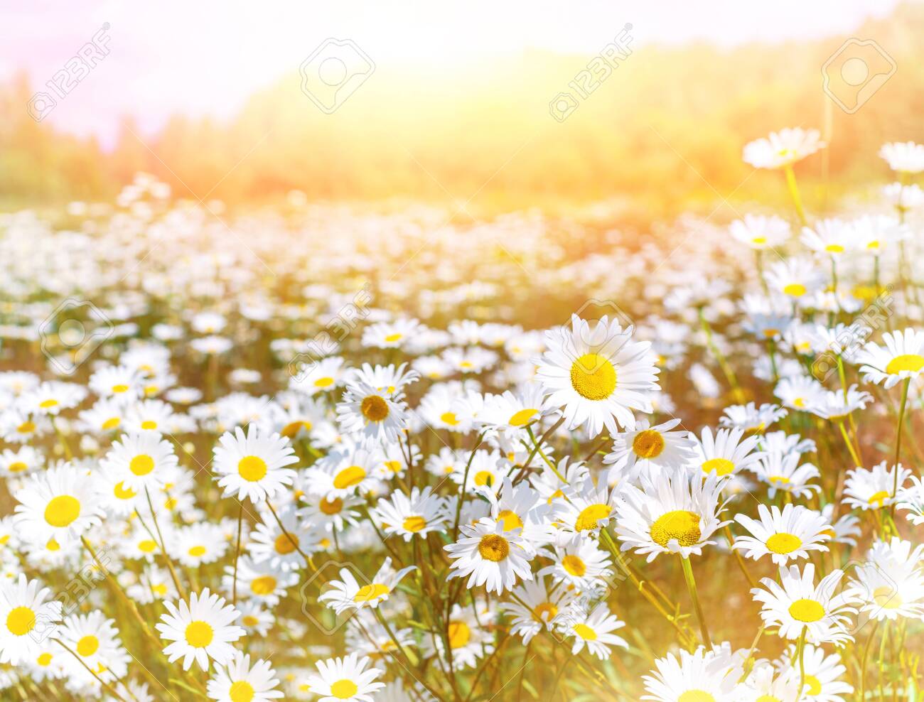 Summer Landscape. Summer Natural Background With Beautiful Daisies On The  Meadow. Chamomile Flowers In The Sunlight. Stock Photo, Picture and Royalty  Free Image. Image 131897533., image size:1300x988