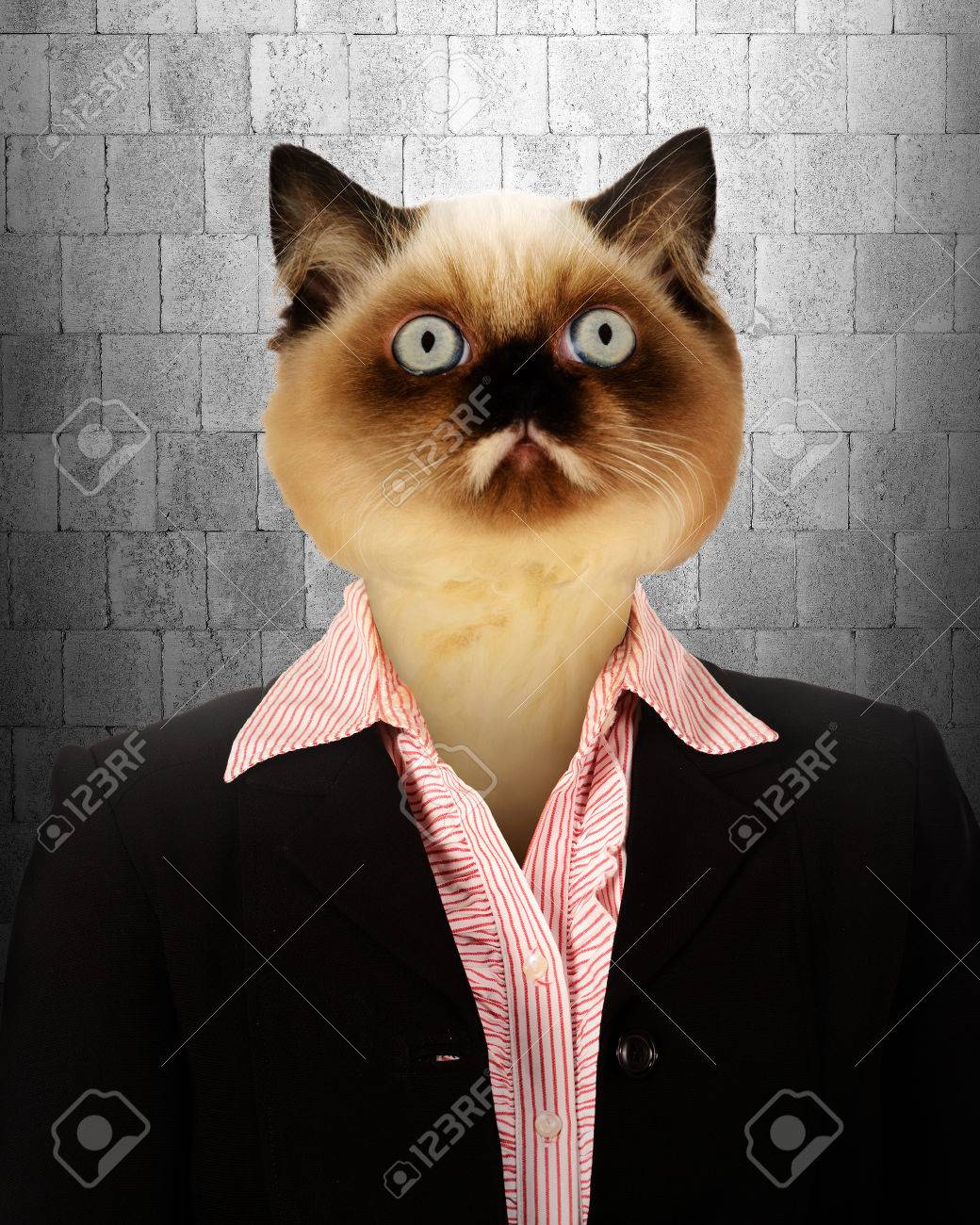 Femme D Affaires Avec La Tete De Chat Les Gens D Affaires Notion Banque D Images Et Photos Libres De Droits Image Femme D Affaires Avec La Tete De Chat Les Gens D Affaires Notion Banque D Images Et Photos Libres De Droits Image