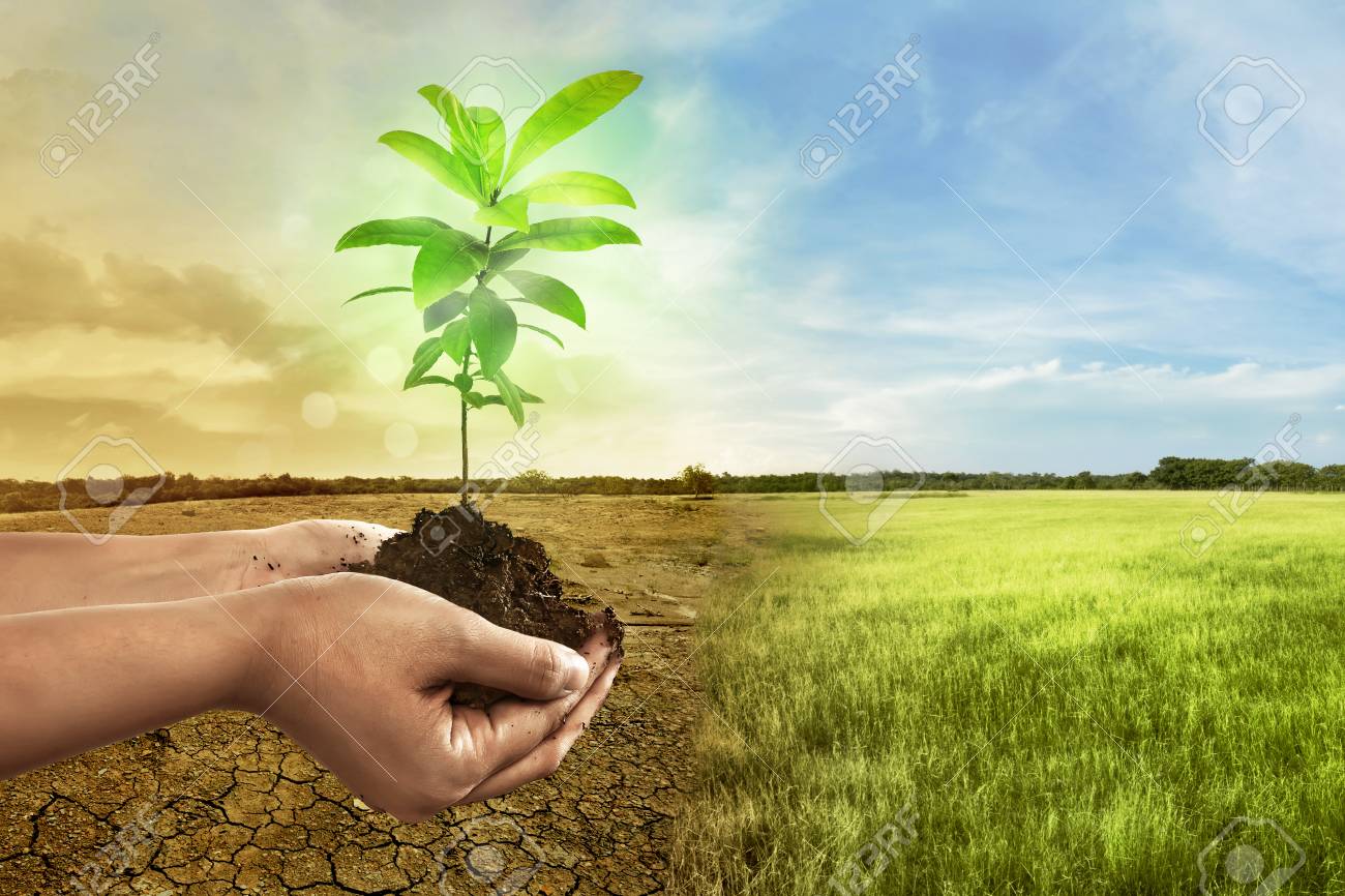 hand holding plant on soil in over cracked earth against climate change background of pic
