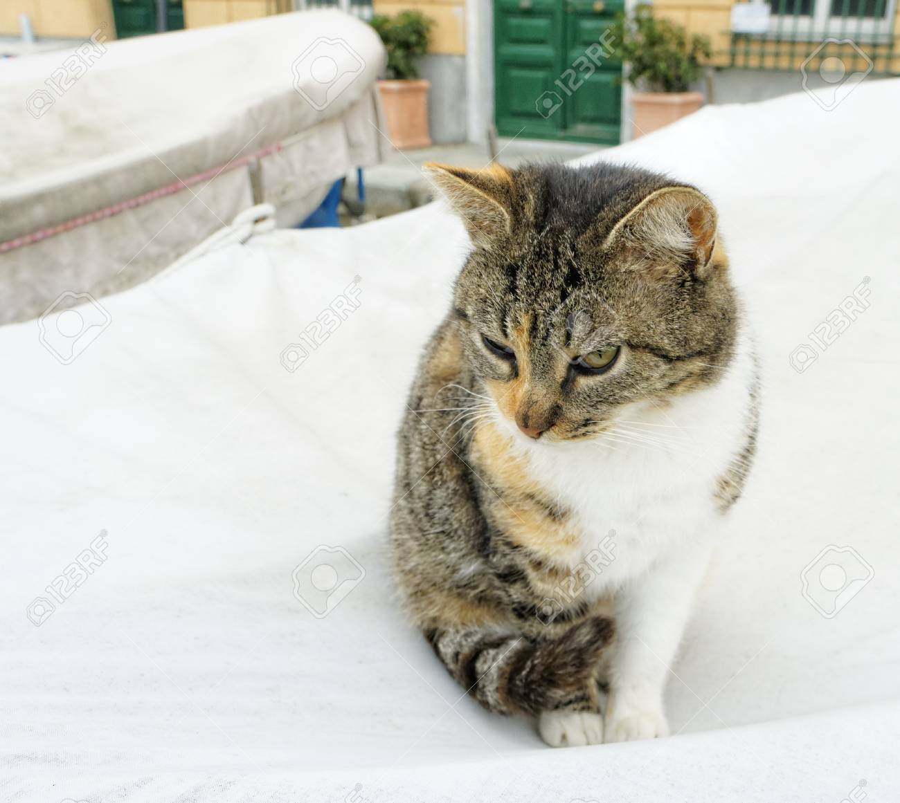etiam-dictum-ipsum-a-felis