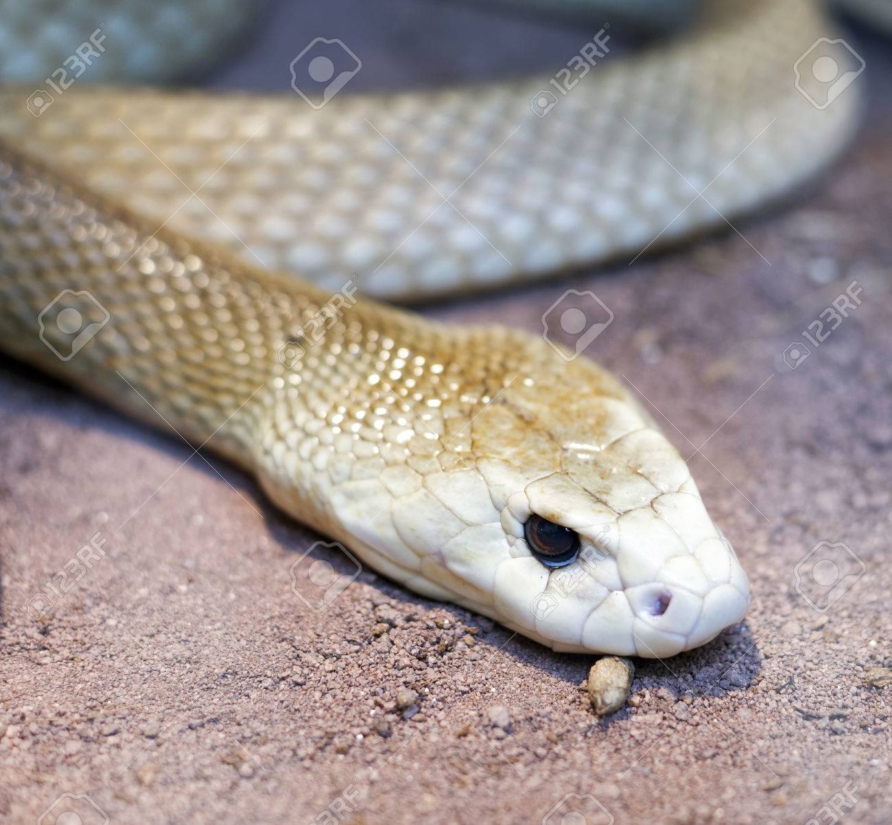 Detail Of Taipan Snake In A Museum In Genova Stock Photo Picture And Royalty Free Image Image 40235828