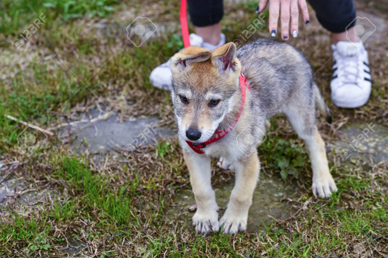 庭園 ウルフドッグ子犬の詳細 の写真素材 画像素材 Image 庭園 ウルフドッグ子犬の詳細 の写真素材 画像素材 Image