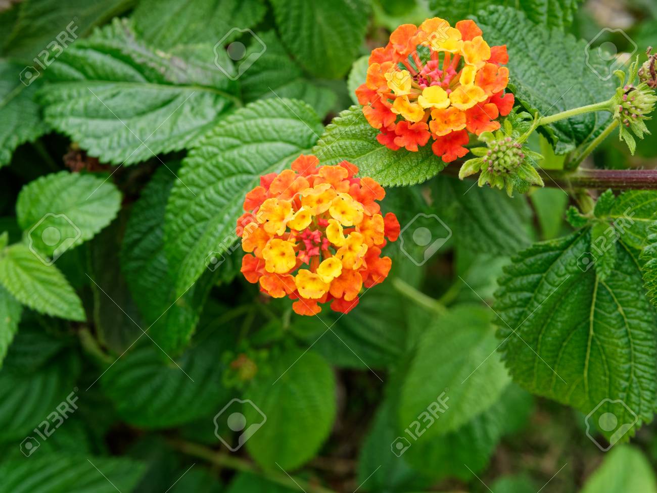 Lantana Wild Sage Cloth Of Gold Lantana Camara Flower In The Stock Photo Picture And Royalty Free Image Image 89532722