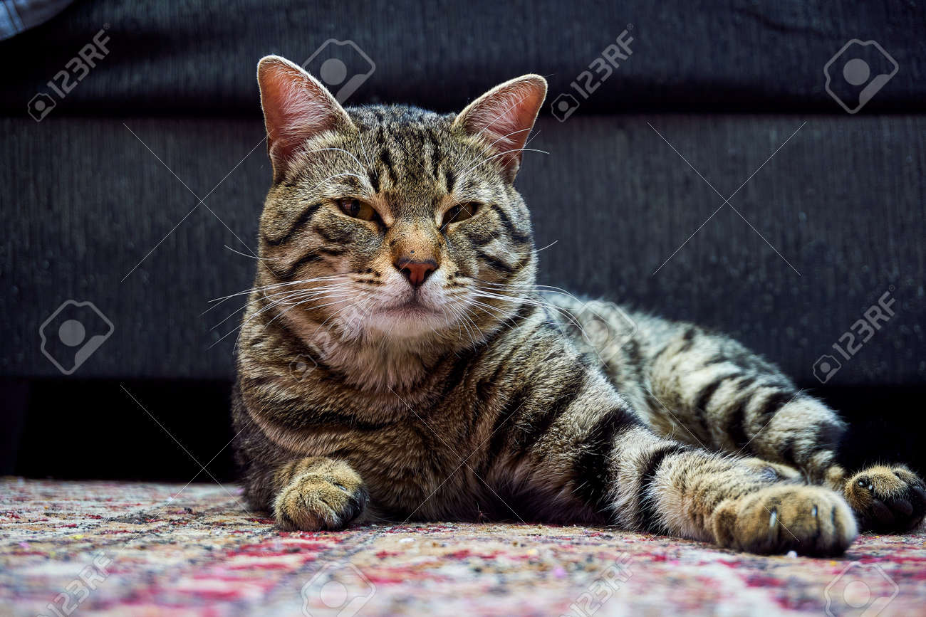 etiam-dictum-ipsum-a-felis