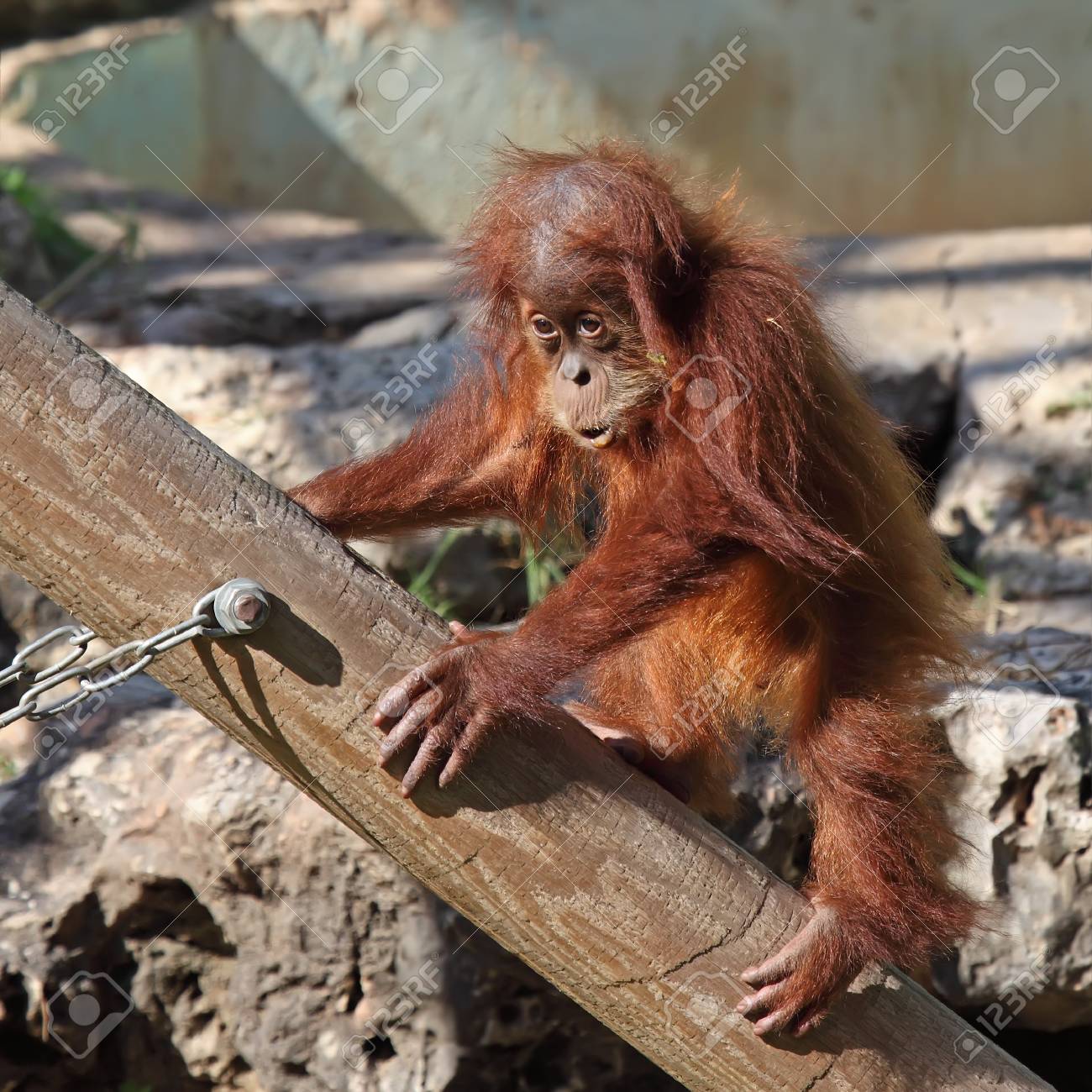 Mignon Bebe Orang Outan Dans Le Zoo Banque D Images Et Photos Libres De Droits Image Mignon Bebe Orang Outan Dans Le Zoo Banque D Images Et Photos Libres De Droits Image