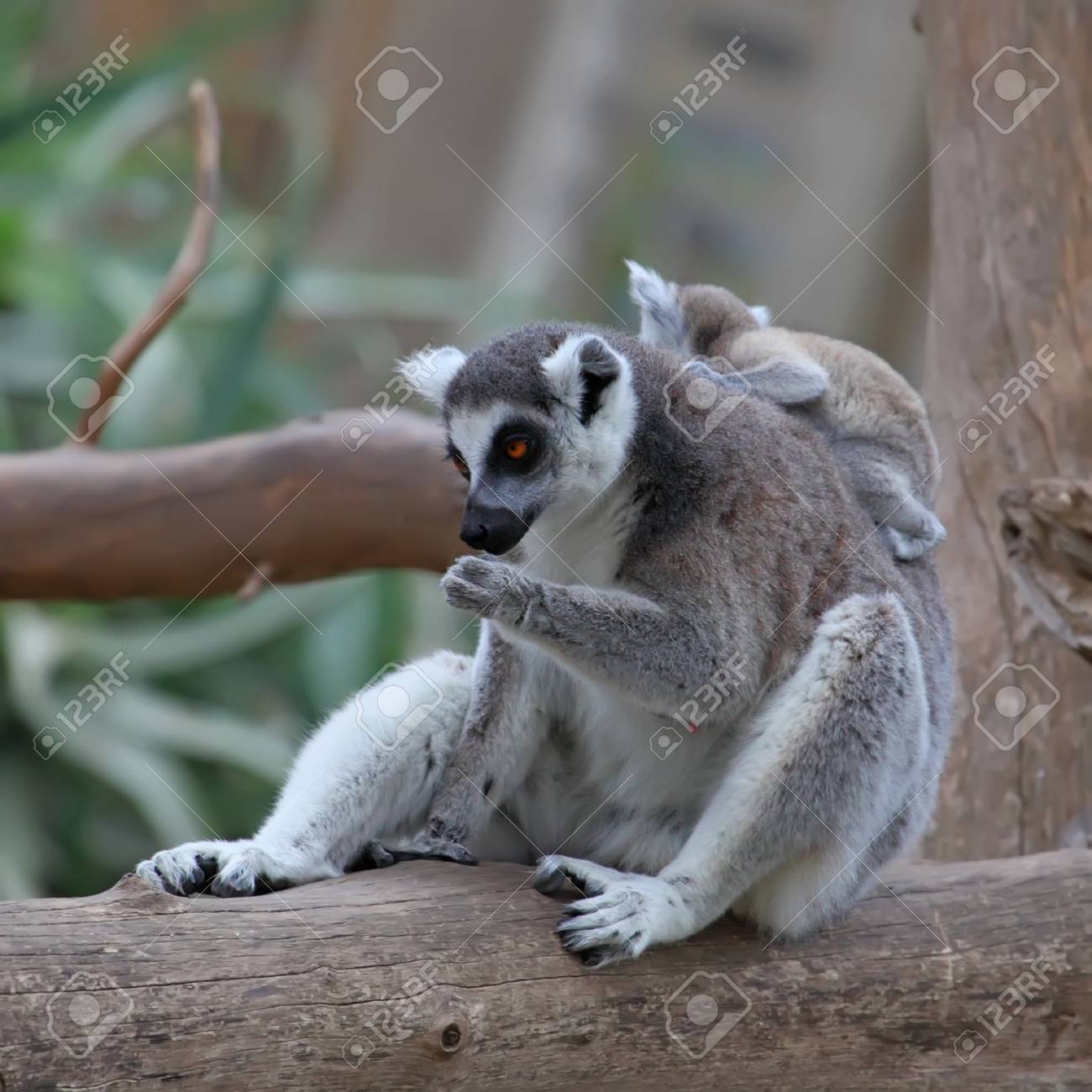 Close Up Of A Ring Tailed Lemur With Her Cute Baby Stock Photo
