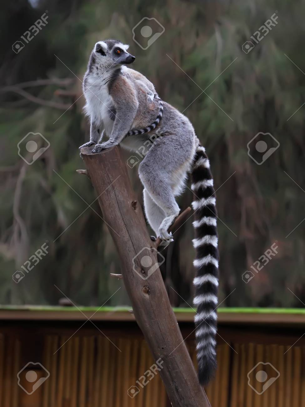 Ring Tailed Lemur With Her Cute Baby Stock Photo Picture And