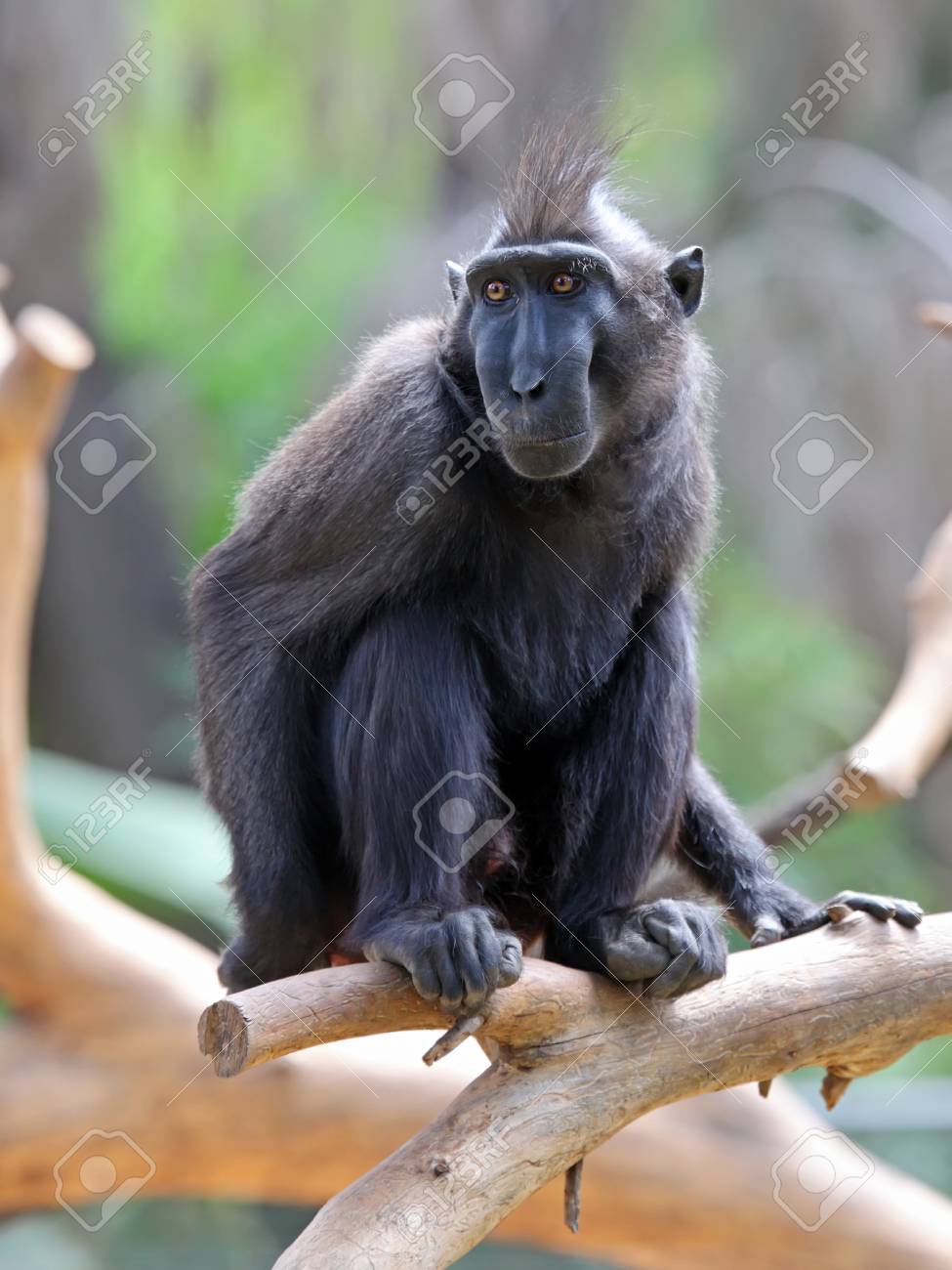 紋付きの黒いサル猿ニグラ の写真素材 画像素材 Image