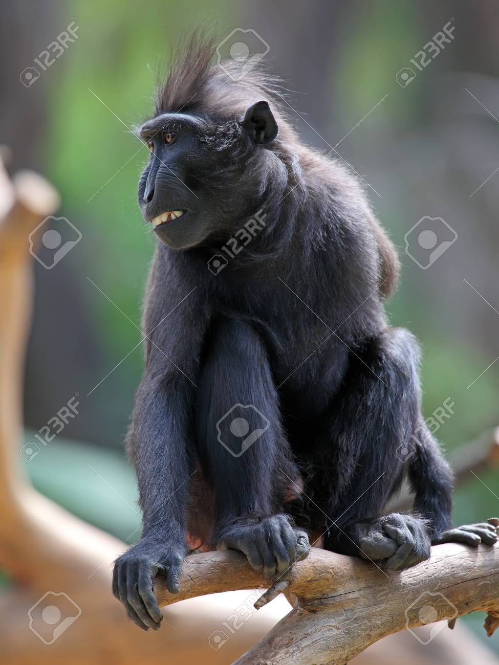 紋付きの黒いサル猿ニグラ の写真素材 画像素材 Image