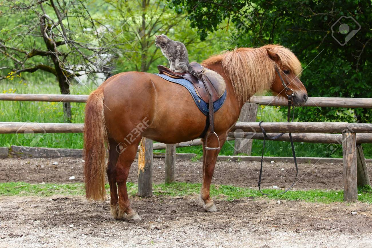 34149303-horse-with-a-long-haired-and-cat-sitting-on-his-back.jpg