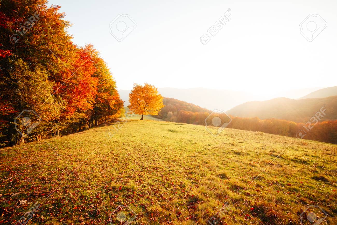 Awesome image of the shiny beech tree on a hill slope at mountain valley. Dramatic scene. Orange and yellow leaves. Location place Carpathians, Ukraine, Europe. Beauty world. Breathtaking wallpaper. - 120347322 Awesome image of the shiny beech tree on a hill slope at mountain valley. Dramatic scene. Orange and yellow leaves. Location place Carpathians, Ukraine, Europe. Beauty world. Breathtaking wallpaper. - 120347322