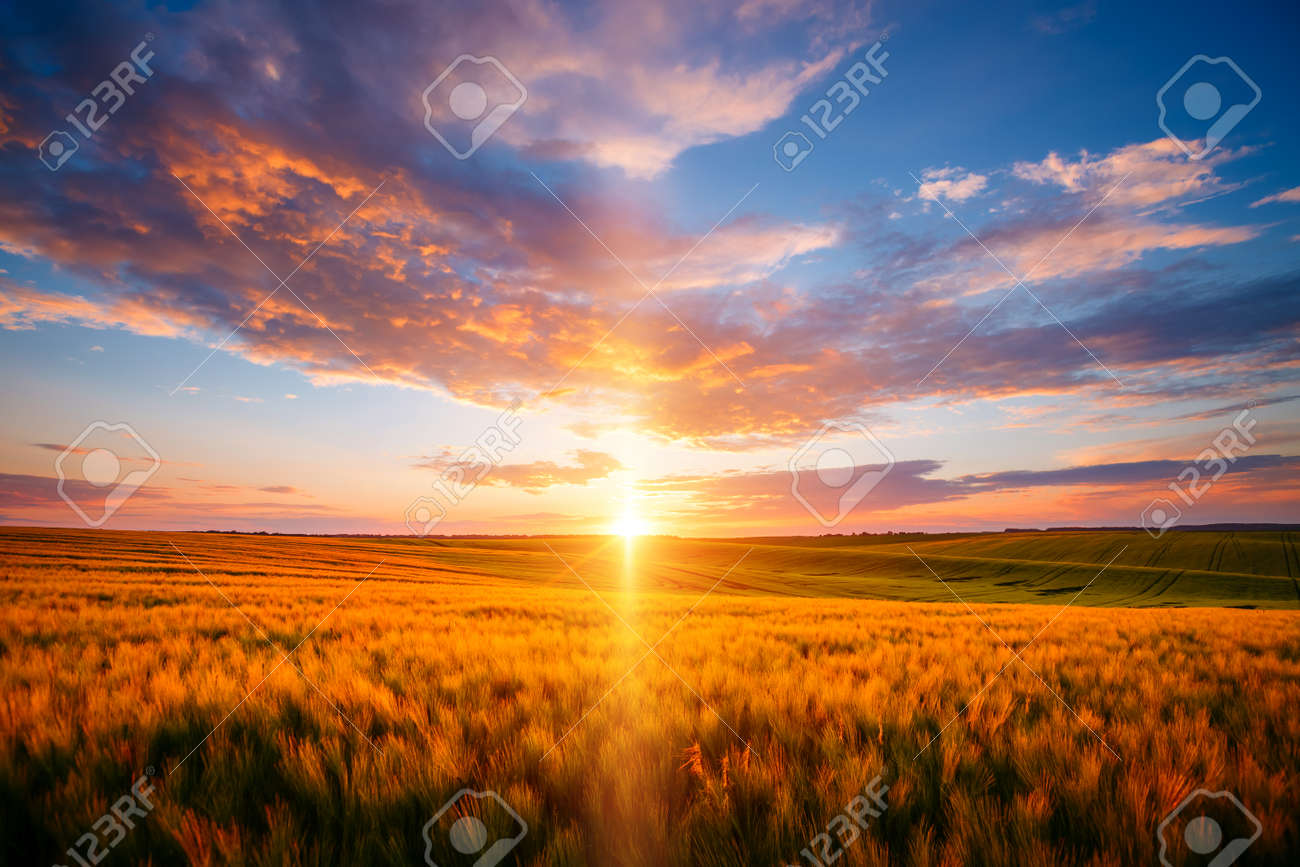 Spectaculaire zonsondergang in een veld van rijpe tarwe. schitterend beeld van dramatisch licht. prachtig panorama. agronomische industrie. agrarische regio van oekraïne, europa. perfecte foto wallpaper. schoonheid van de aarde. - 189183932 Spectaculaire zonsondergang in een veld van rijpe tarwe. schitterend beeld van dramatisch licht. prachtig panorama. agronomische industrie. agrarische regio van oekraïne, europa. perfecte foto wallpaper. schoonheid van de aarde. - 189183932