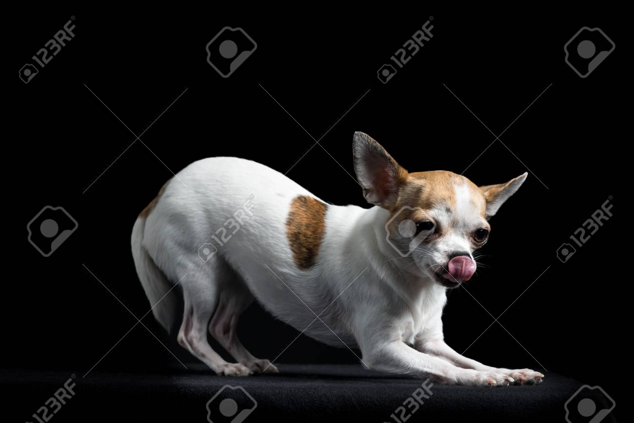 Brown And White Chihuahua Isolated In Black Background Stock Photo Picture And Royalty Free Image Image