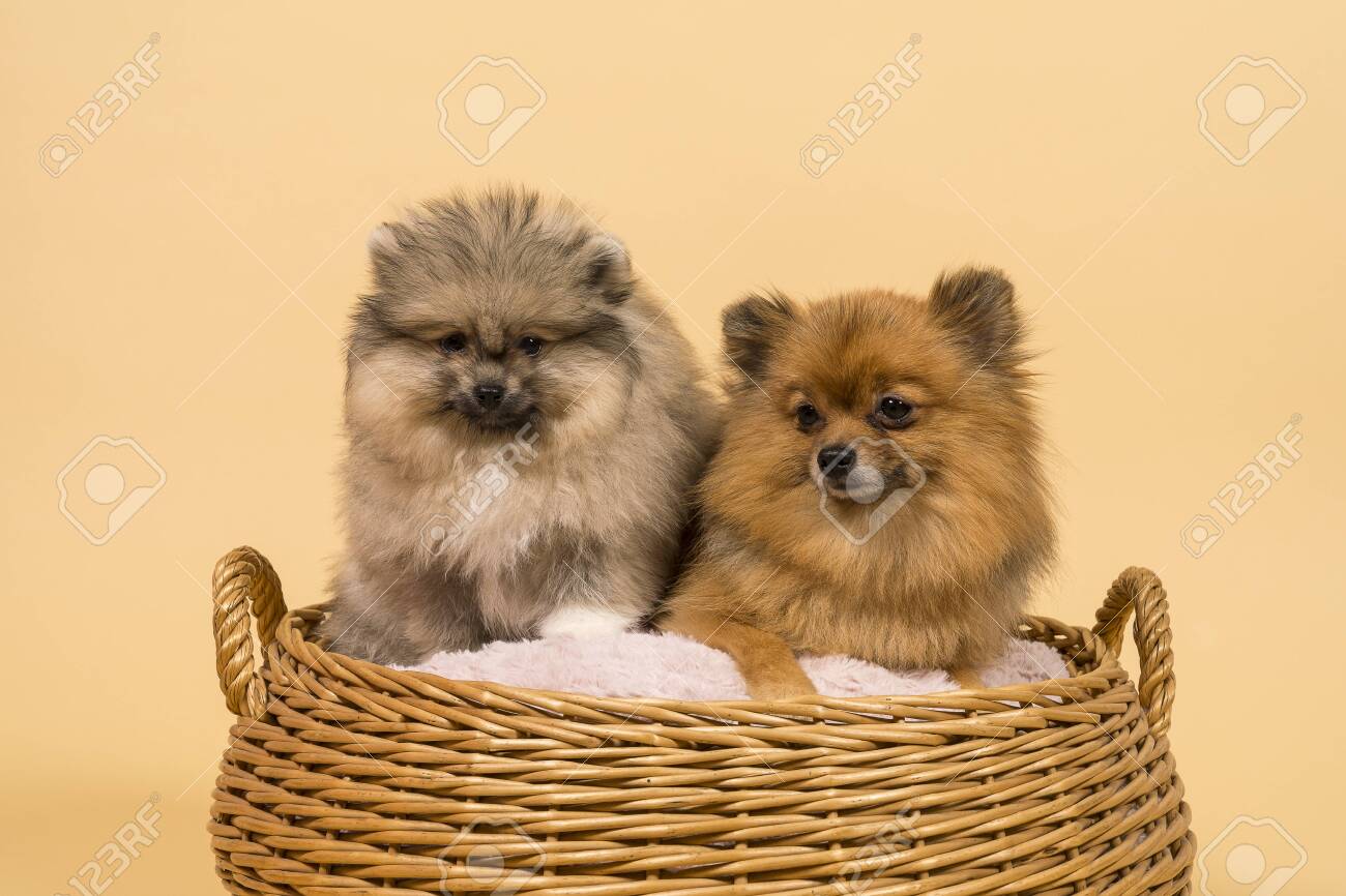 pomeranian puppies
