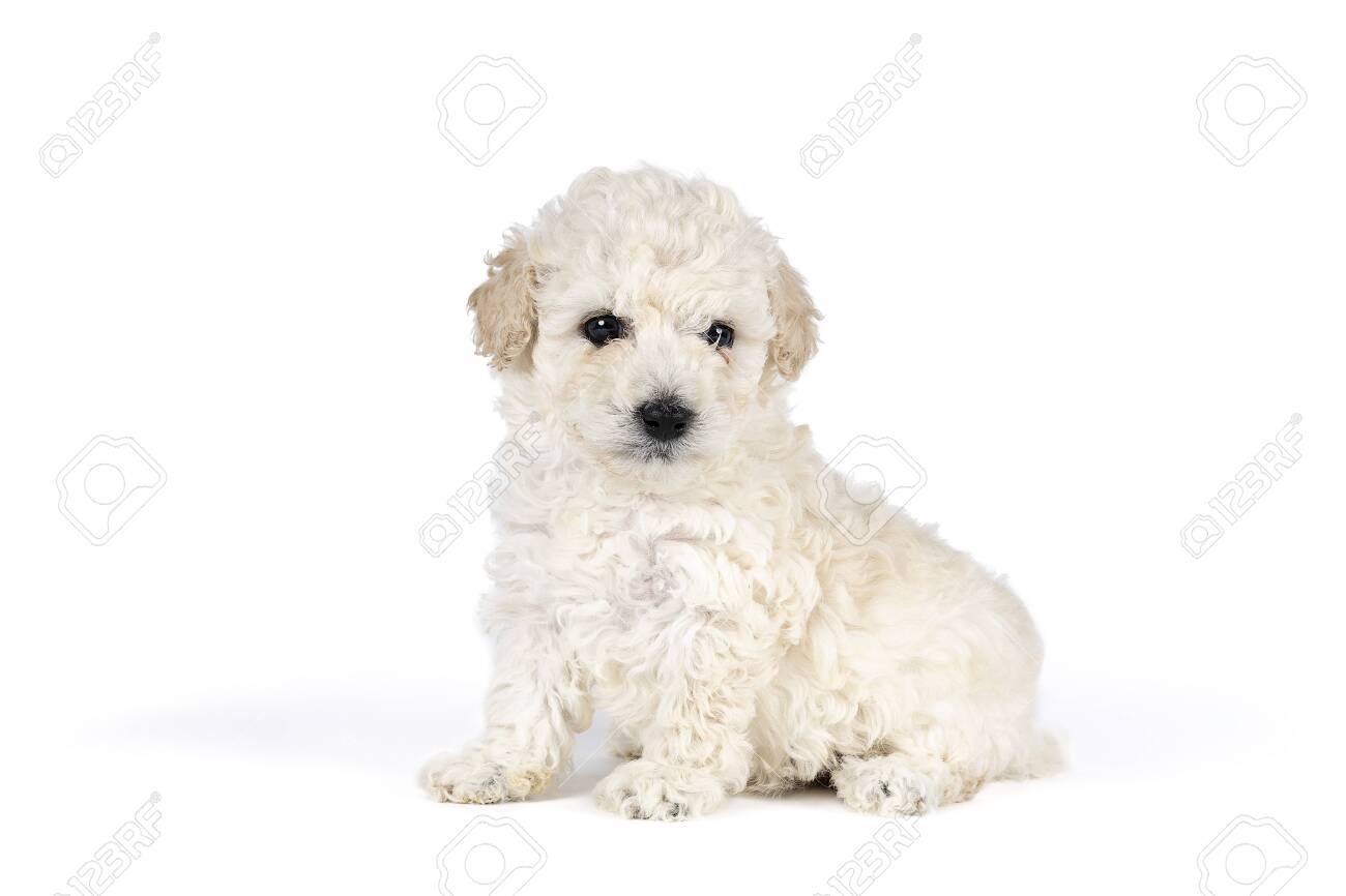 poodle white small