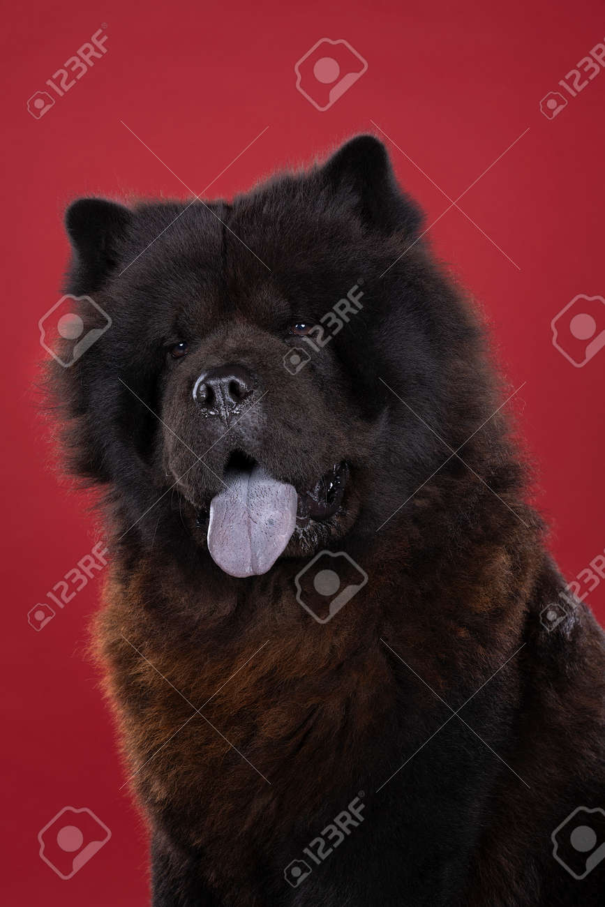 show me chow chow