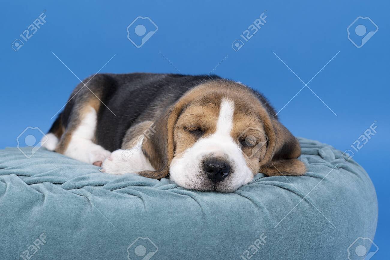 blue beagle dog bed