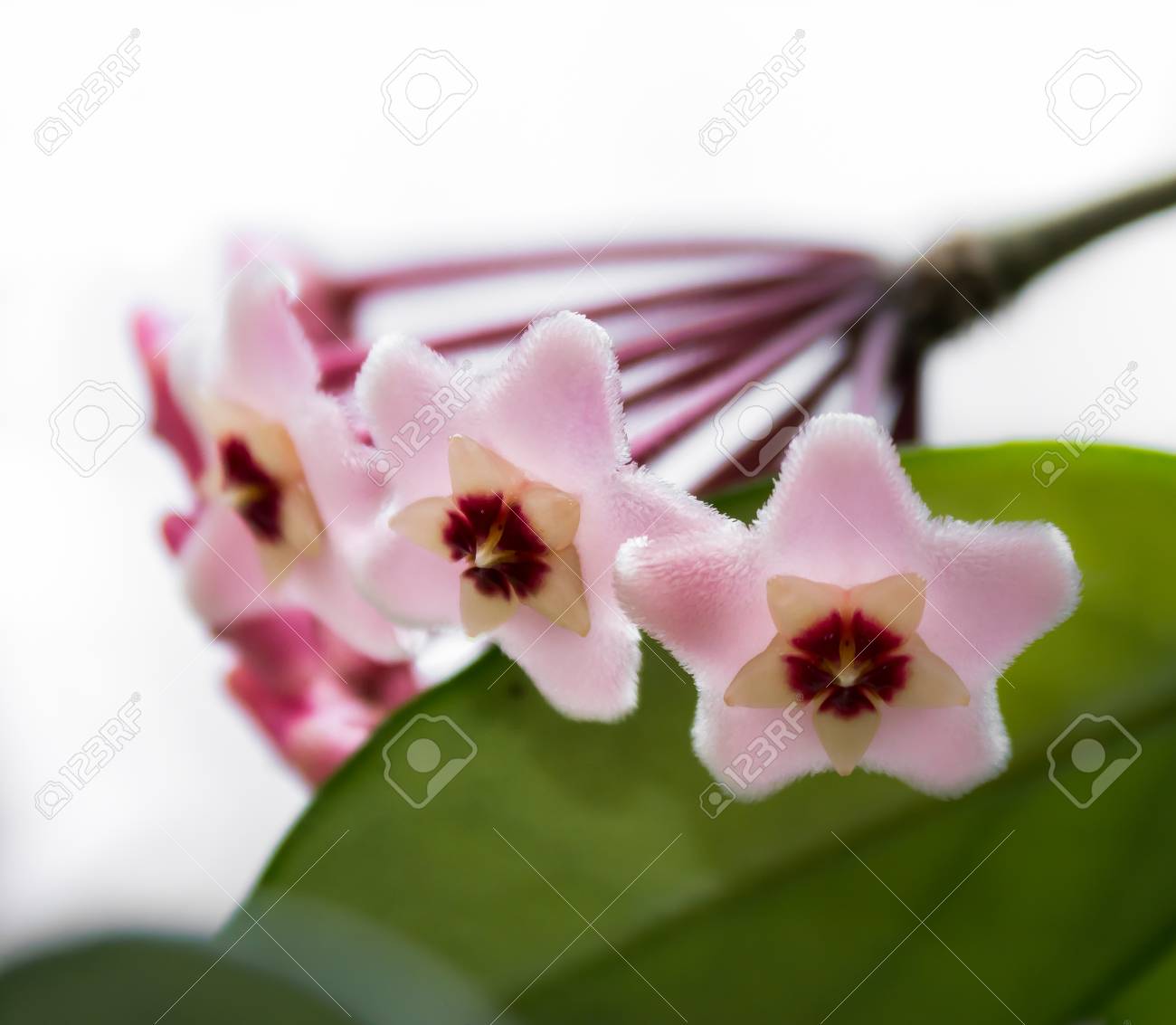 ホヤの花 の写真素材 画像素材 Image