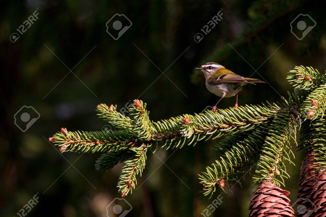 etiam-dictum-ipsum-a-felis