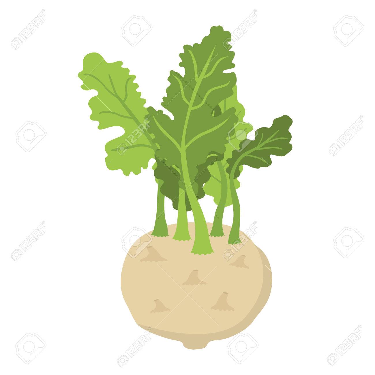 Chou Rave Vert Type De Chou Legumes Biologiques Frais