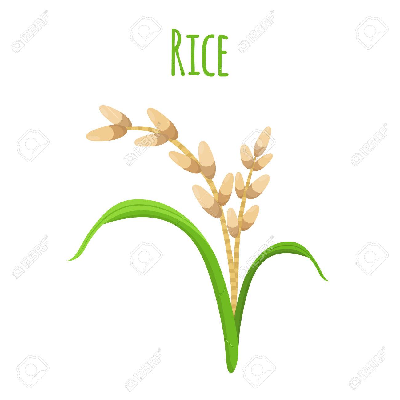 Rice Plant, Vegetarian Food. Green Harvest, Oryza Wheat. Raw Rice Seeds.  Made In Cartoon Flat Style. Vector Illustration Royalty Free SVG, Cliparts,  Vectors, and Stock Illustration. Image 84487133., image size:1300x1300