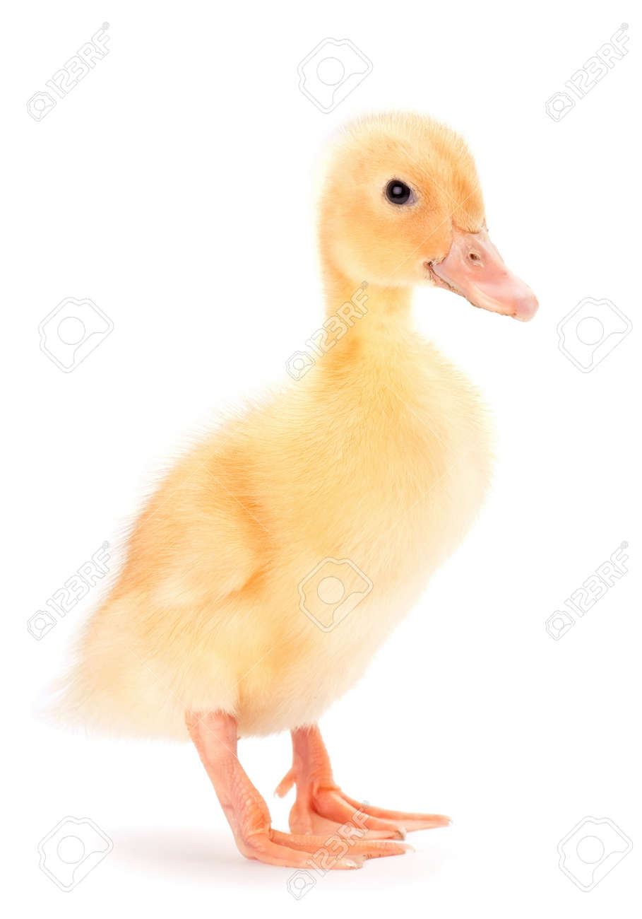 Bebe Canard Jaune Sur Fond Blanc Banque D Images Et Photos Libres De Droits Image Bebe Canard Jaune Sur Fond Blanc Banque D Images Et Photos Libres De Droits Image