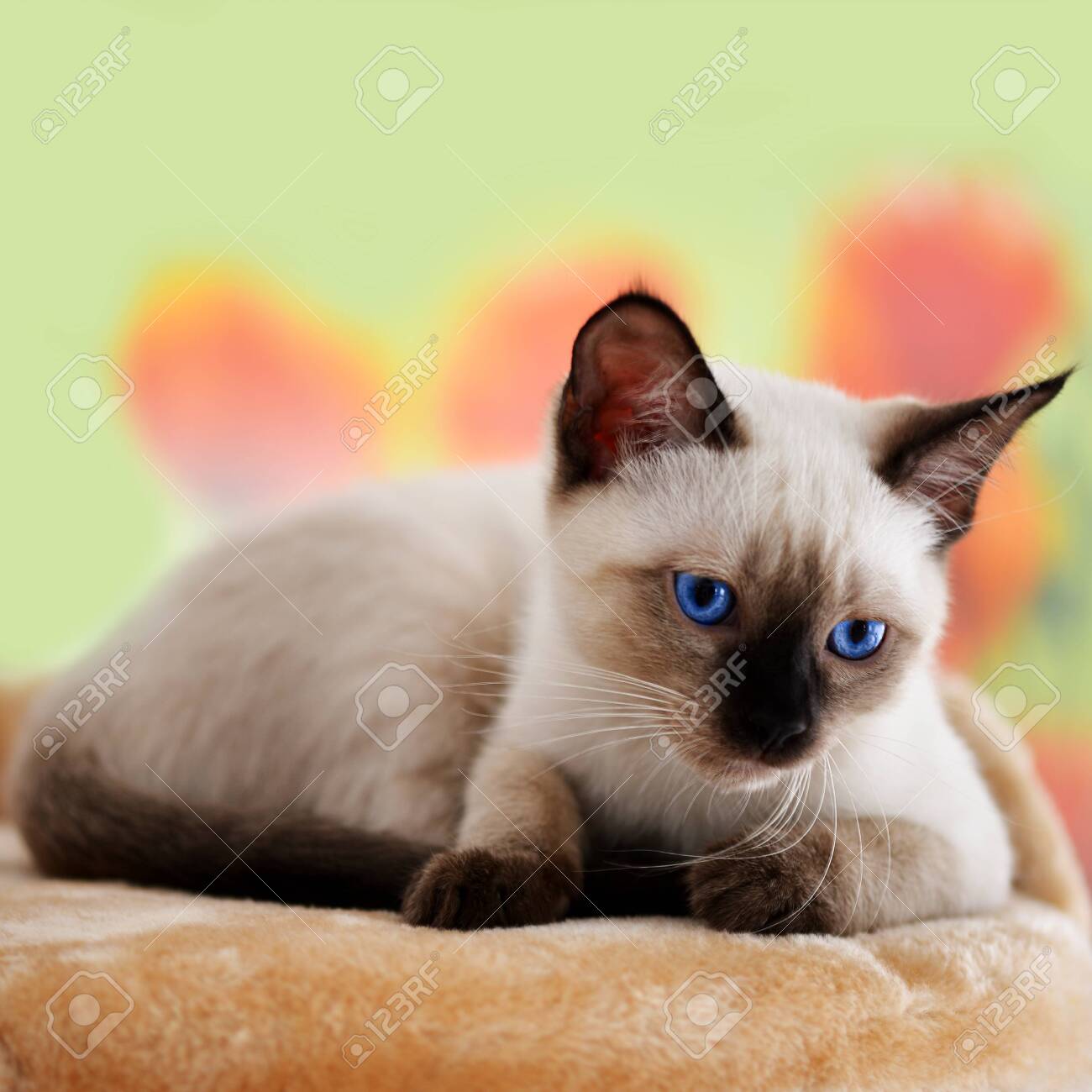 blue monkey fingerling