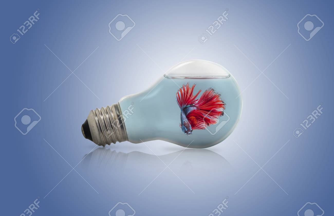 fighter fish in bulb