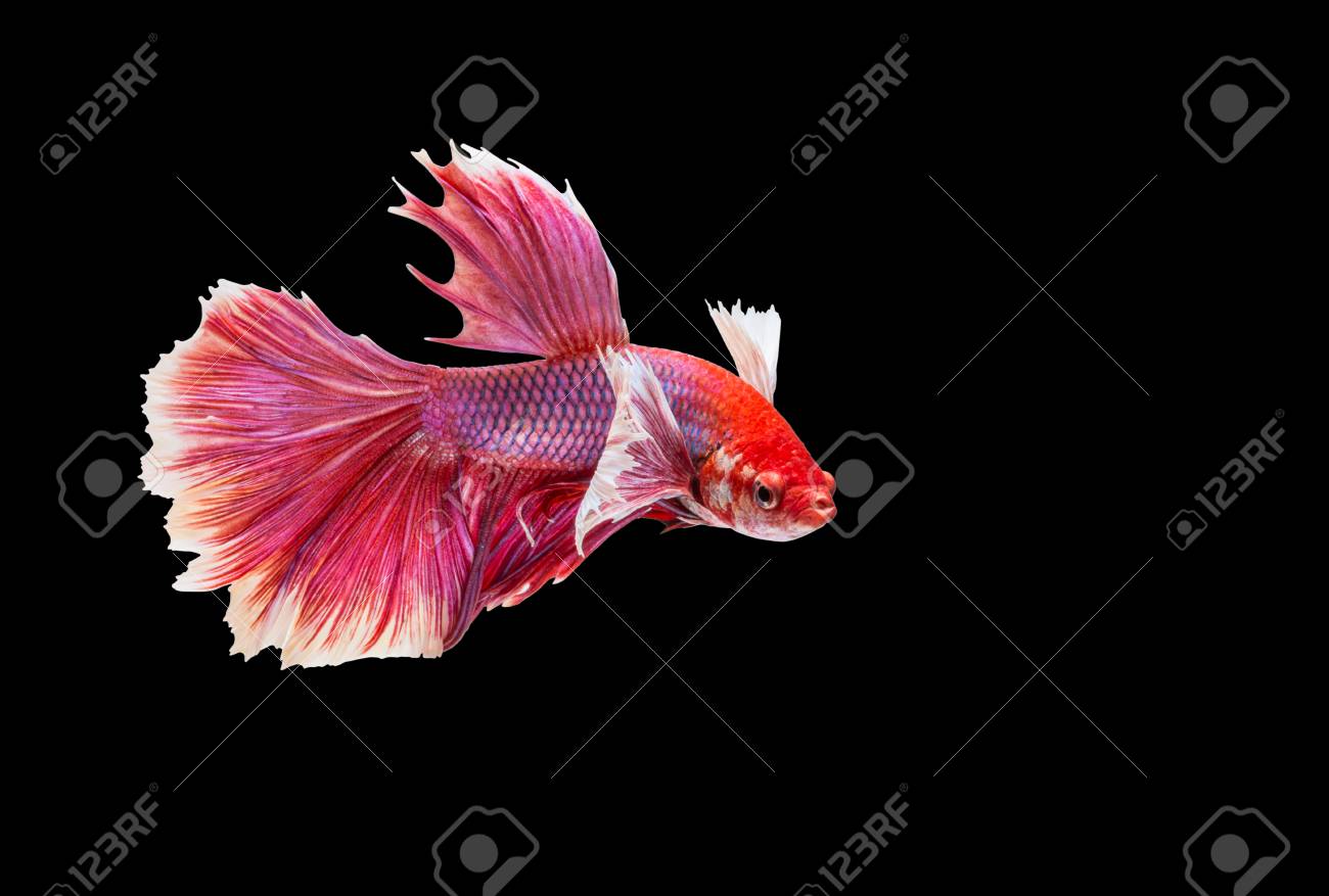 Closeup Red Beautiful Small Siam Betta Fish With Isolate ...