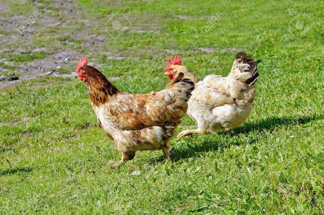two free range chickens running on the grass at organic farm stock