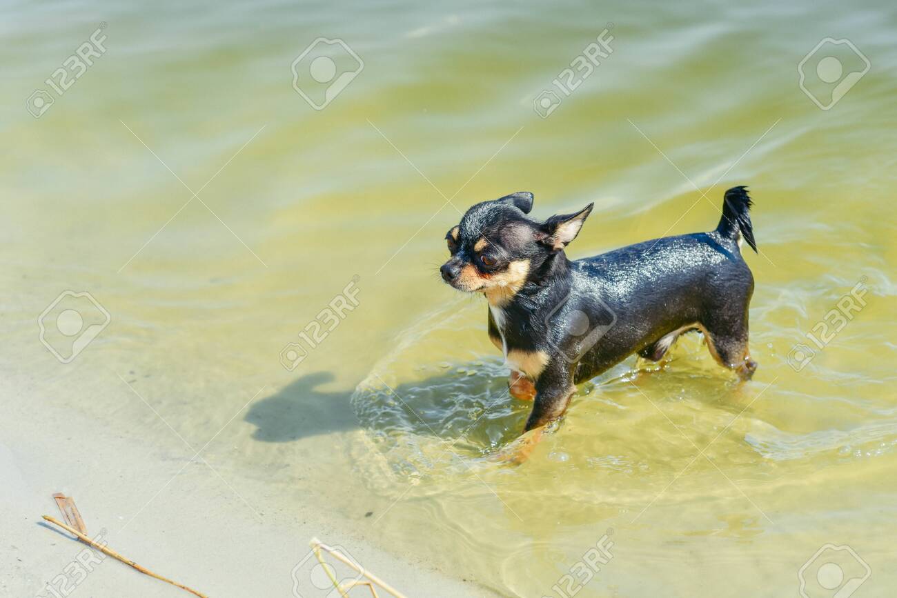 Chihuahua Dog Breed Portrait Of A Cute Purebred Puppy Chihuahua Stock Photo Picture And Royalty Free Image Image