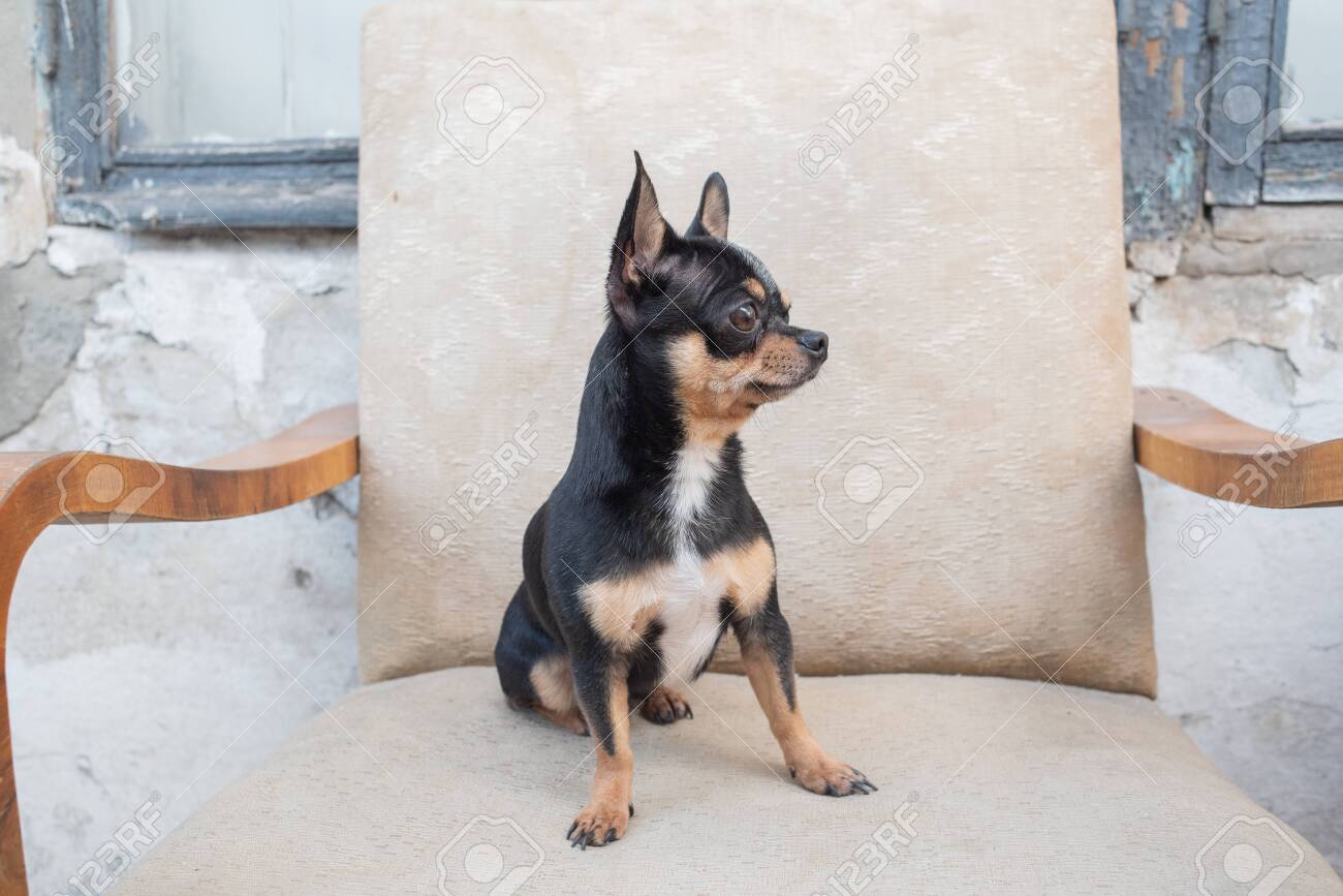 black tri chihuahua