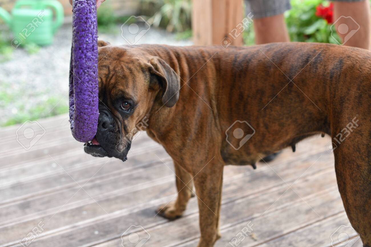 tiger brindle boxer