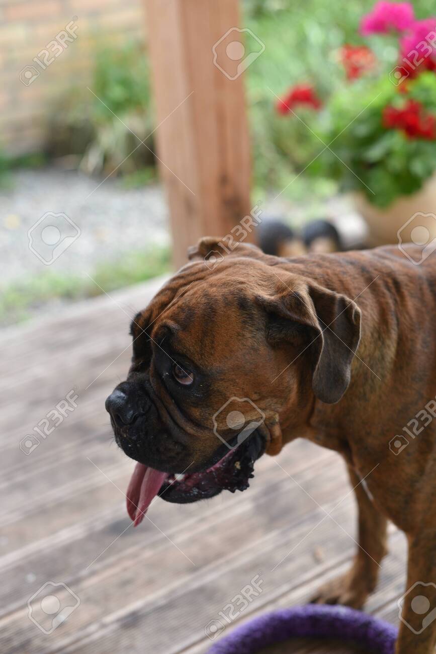 tiger brindle boxer