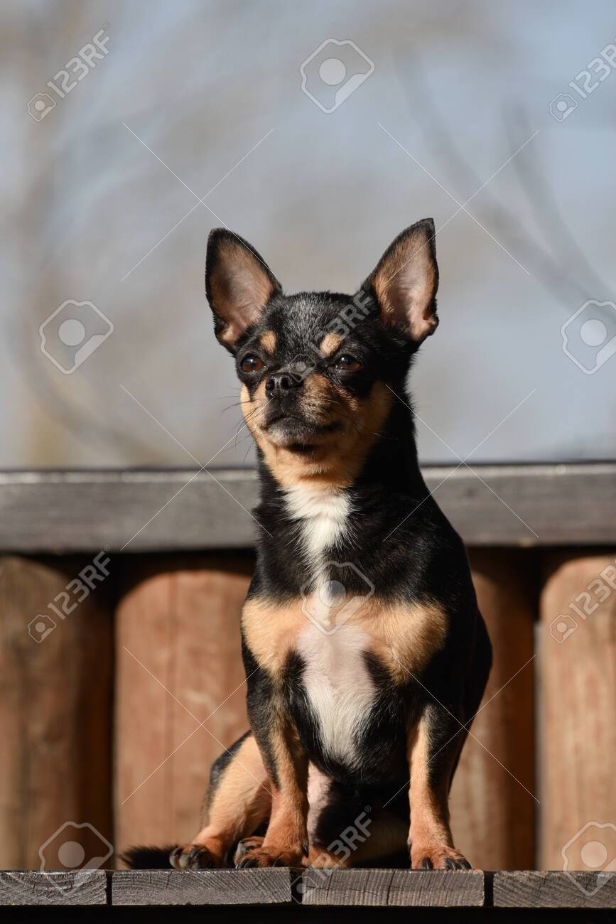 Pet Dog Chihuahua Walks On The Street Chihuahua Dog For A Walk Stock Photo Picture And Royalty Free Image Image