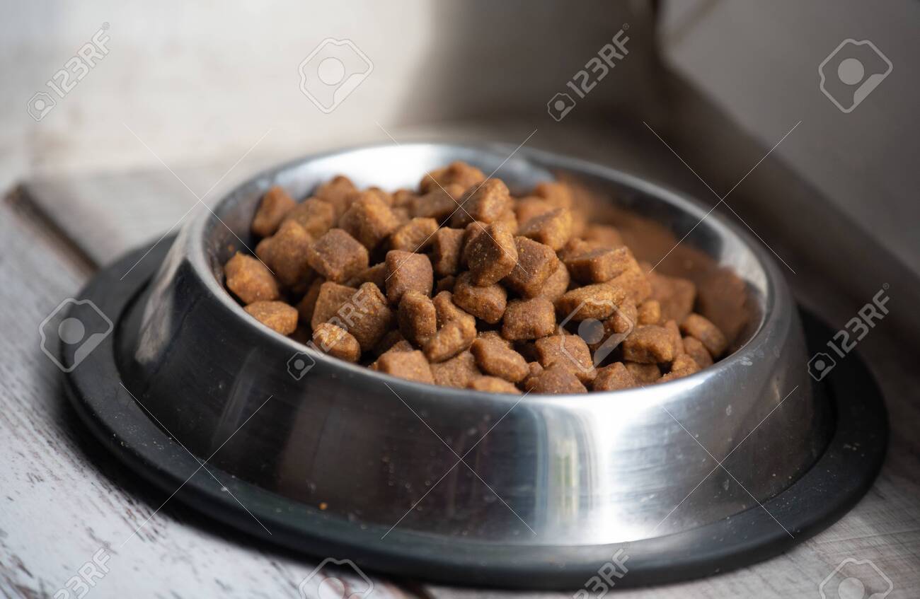dog feeding plate