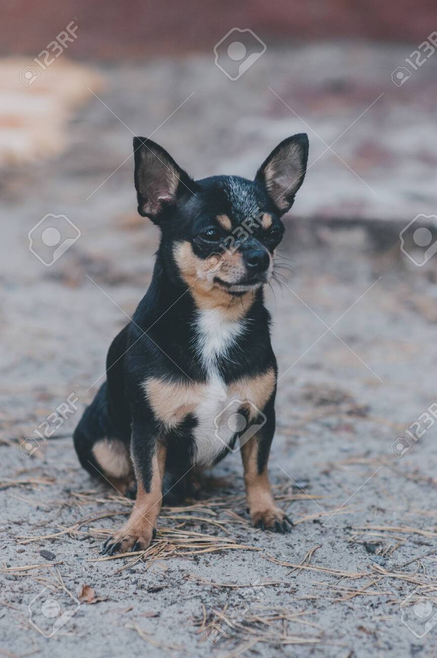 Pet Dog Walks On The Street. Chihuahua Dog For A Walk. Chihuahua Black,  Brown And White. Cute Puppy On A Walk. Dog In The Garden Or In The Park  Well Groomed Dog, image size:864x1300