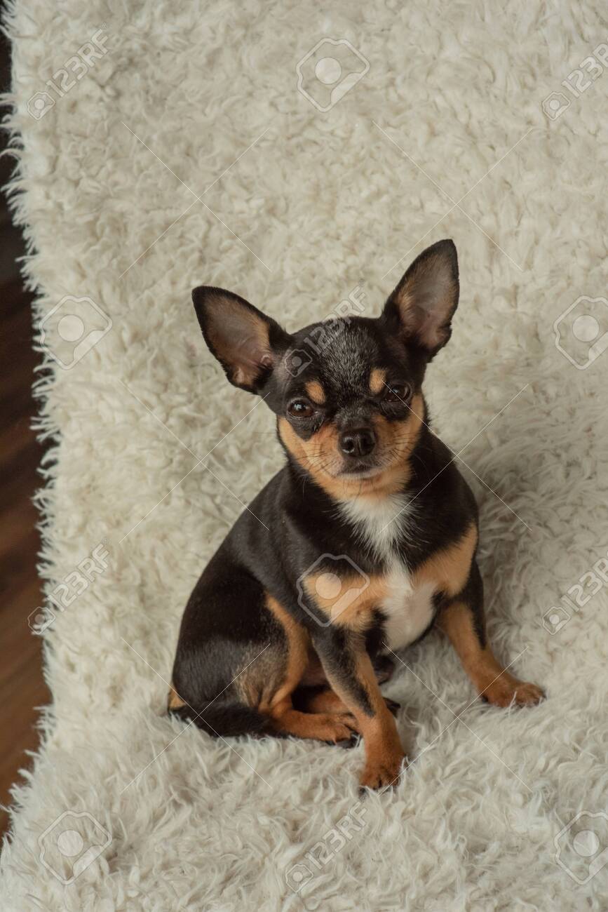 tri colored chihuahua