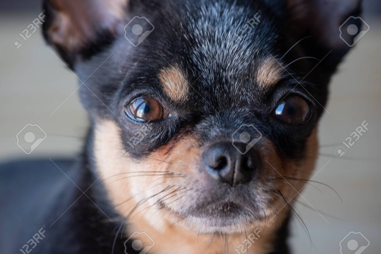 Chihuahua Black, Brown And White. A Series Of Photos With A Chihuahua.  Beautiful Chihuahua Dog. Animal Portrait. Stock Photo, Picture and Royalty  Free Image. Image 146268200., image size:1300x866