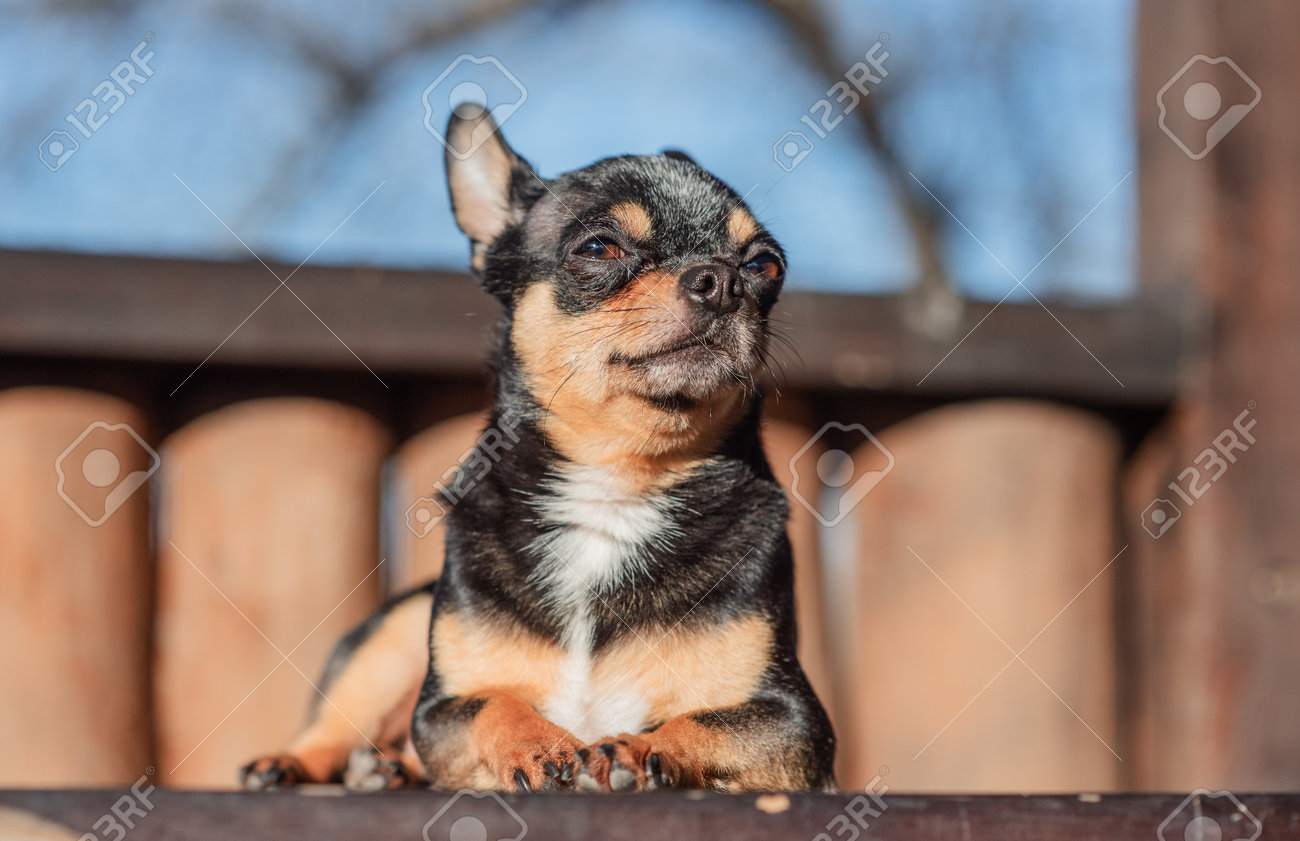 Little Cute Chihuahua Dog Lying. Close Up Little Chiwawa Dog Lying. Puppy  Outdoors. Chihuahua Black, Brown And White. Cute Puppy On A Walk. Dog In  The Garden Or In The Park. Well, image size:1300x841