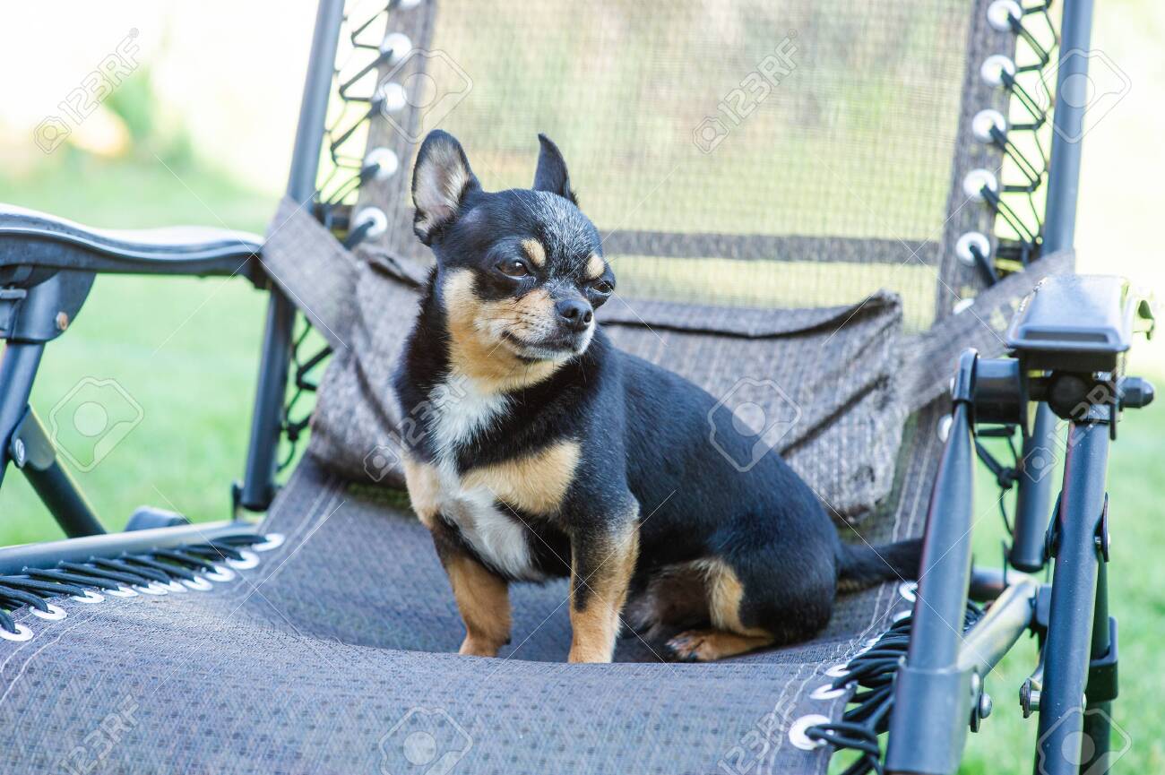 black tri chihuahua