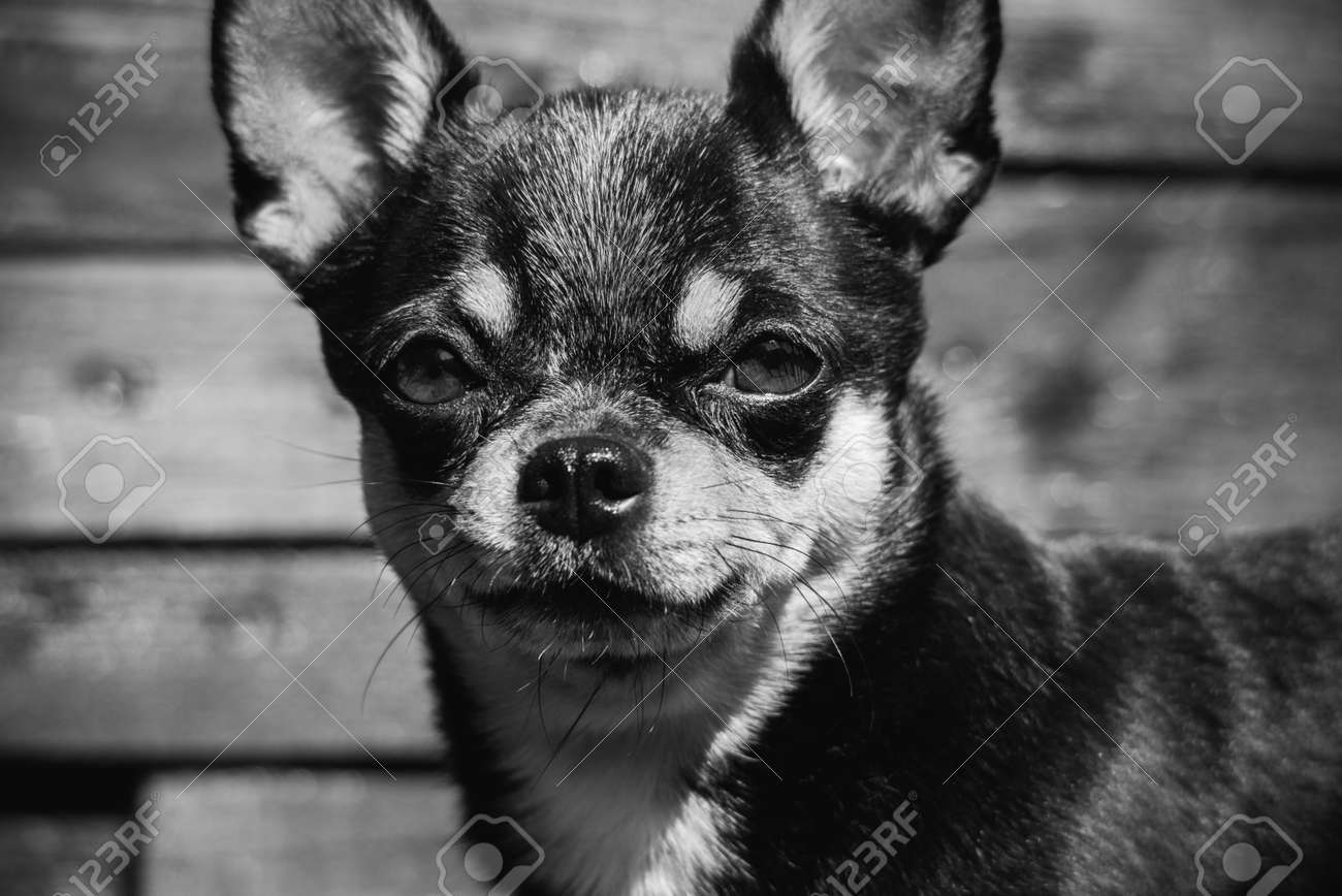 なんて可愛い生き物なんだ🫠 . .#pekingese#chihuahua#ペキチワ