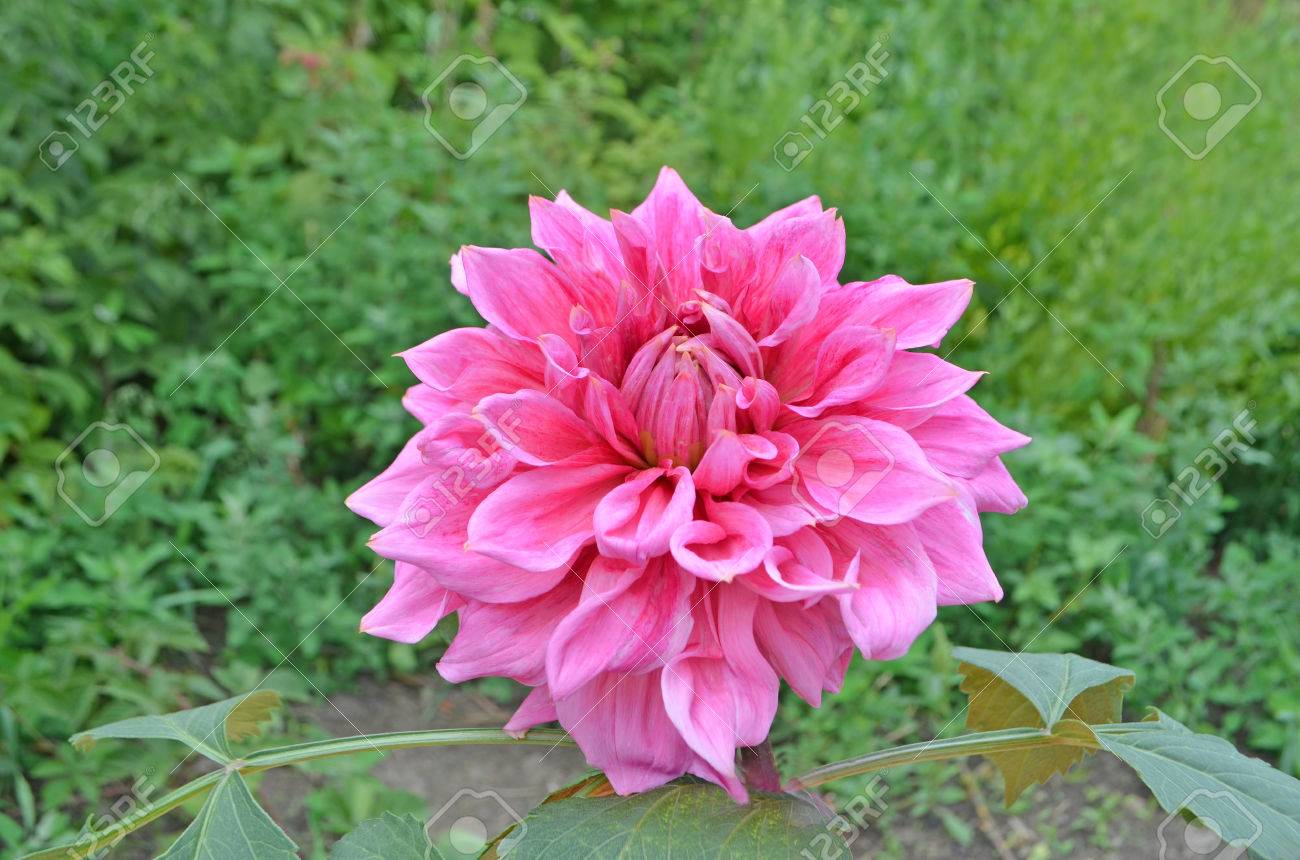 Fleurs Rose Vif De La Demi Plante Vivace Dahlia Karma