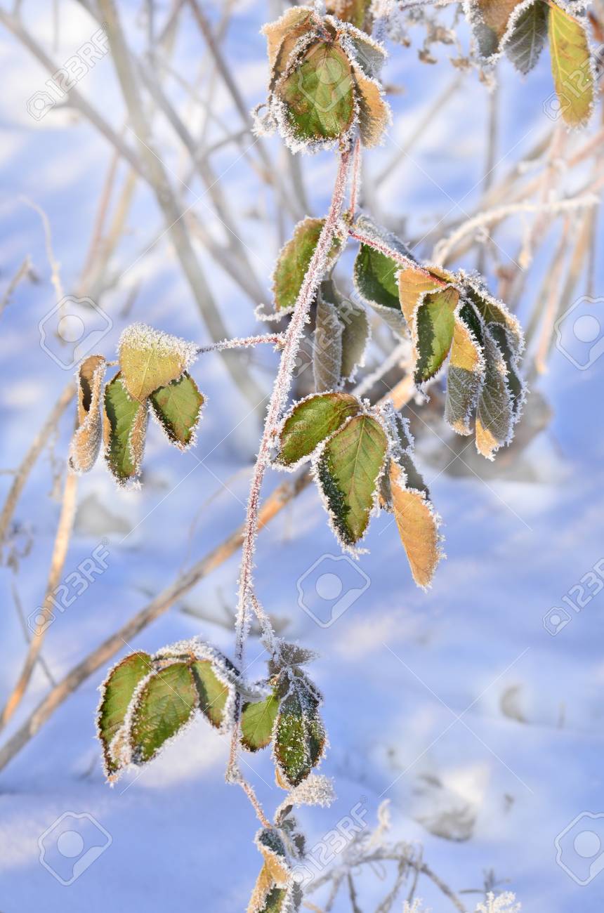 花と冬の雪景色 Frozenned 冷ややかな植物 氷柱で覆われた植物 の写真素材 画像素材 Image