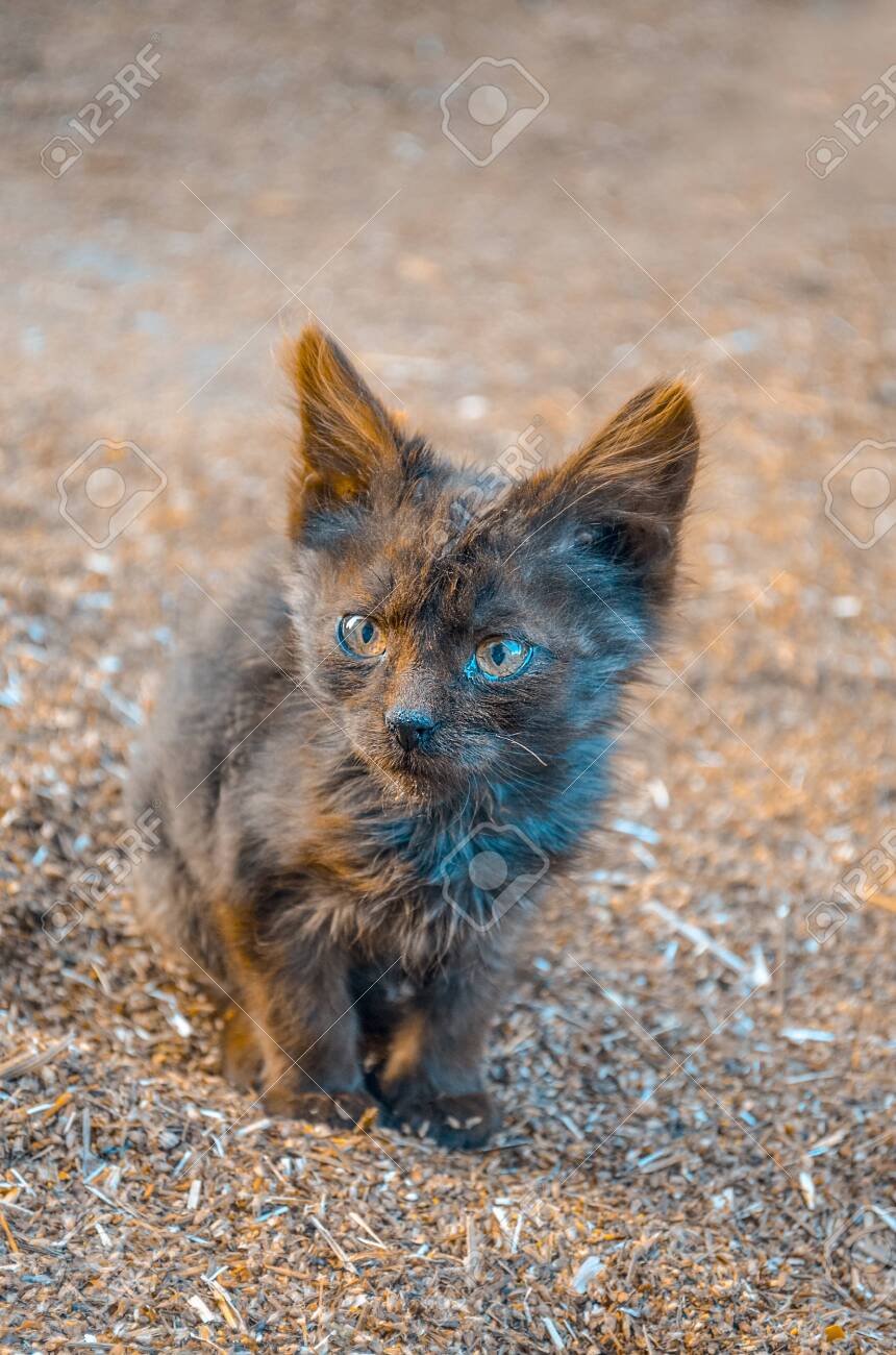 stray baby kittens
