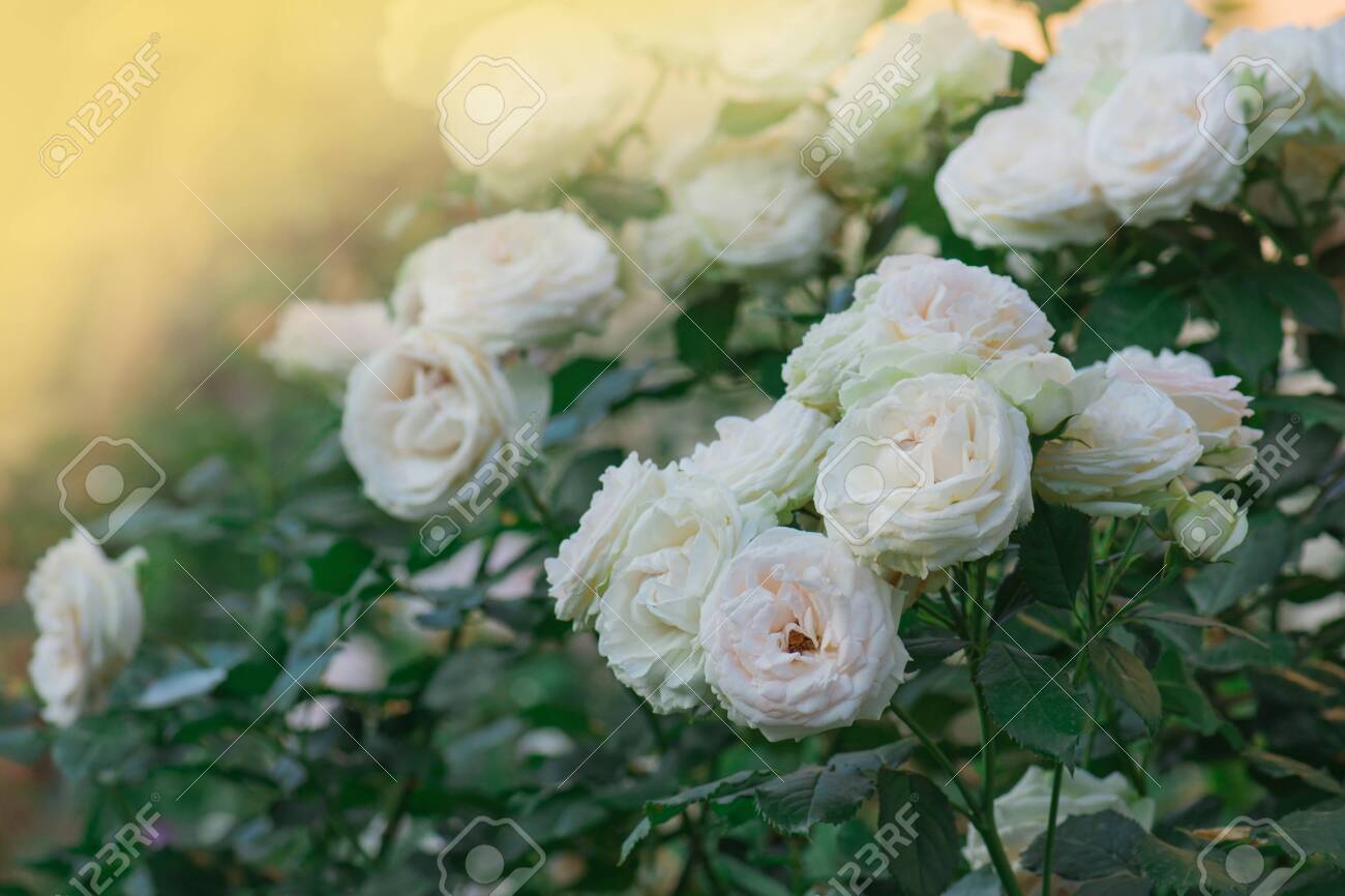 Beautiful White Rose In A Garden. Blooming White Flowers On The Bush In Flowers  Garden. Stock Photo, Picture and Royalty Free Image. Image 153092434., image size:1300x866