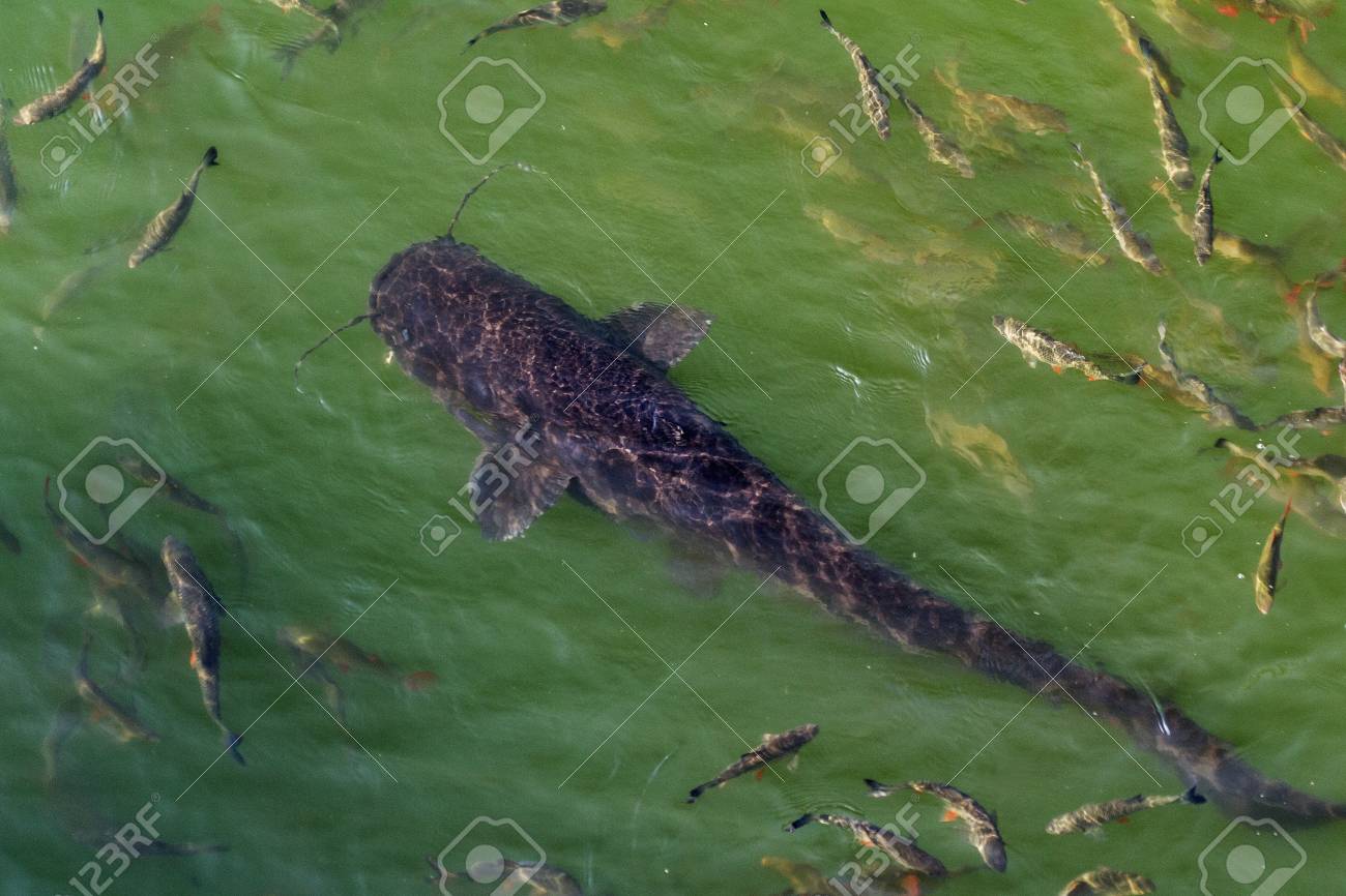 巨大な川のナマズ 魚 プリピャチ川のチェルノブイリ原子力発電所の冷却の冷却池に Yaz 大きなナマズと毒パンを食べ 川の巨大な川のナマズの平面図 の写真素材 画像素材 Image