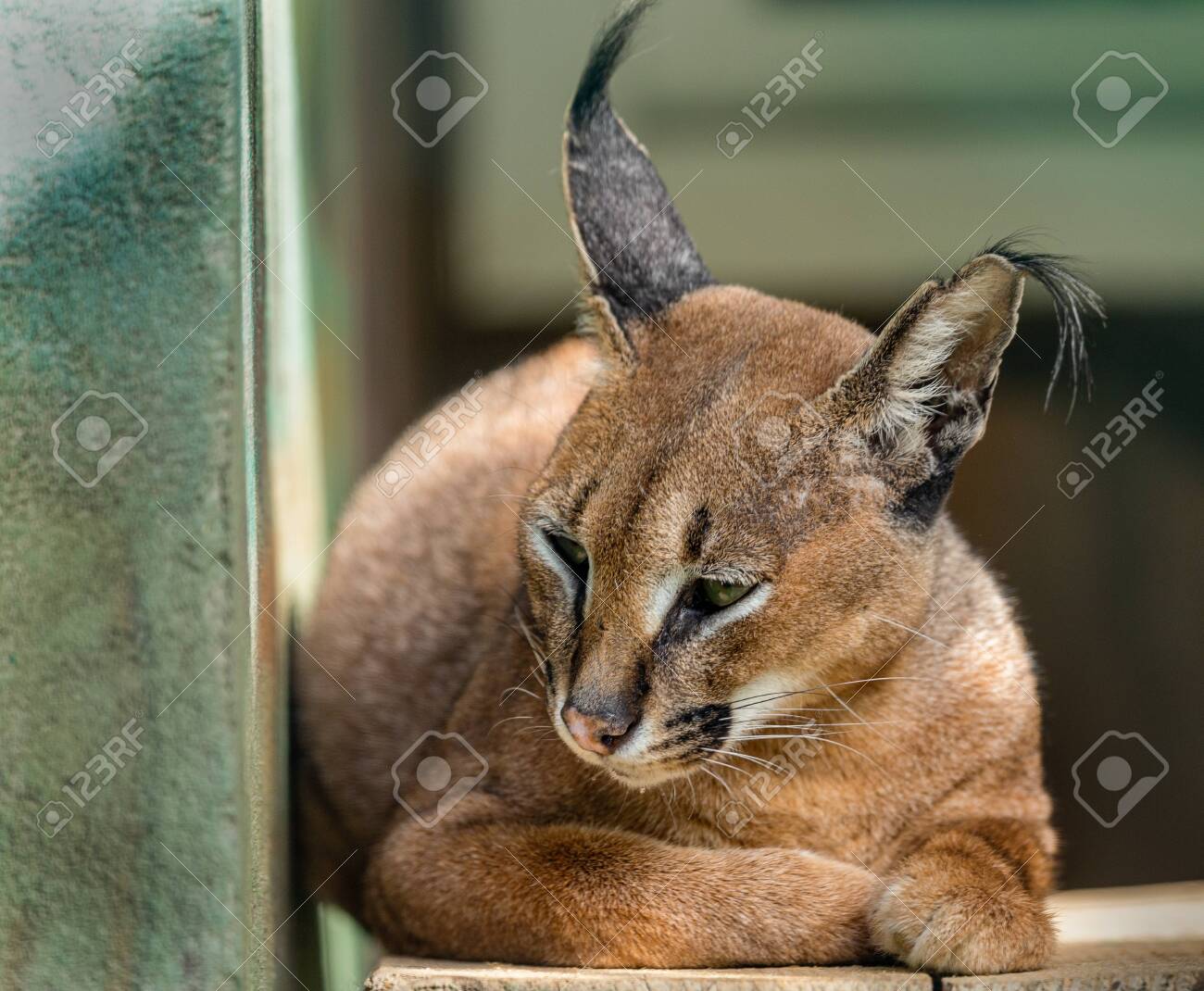 Aアラカルはアフリカ 中東 中央アジア インドに自生する中型の野生猫です 餌を与える前にアフリカの自然保護区の一つで野生の猫カラカル の写真素材 画像素材 Image