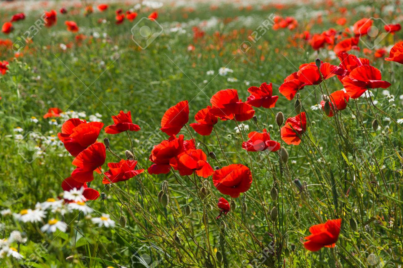 ポピー ケシ 花の咲く の写真素材 画像素材 Image