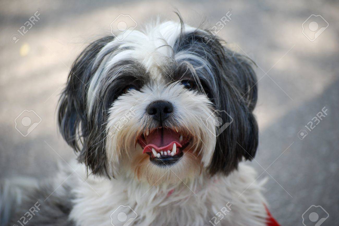 かわいい毛むくじゃら実はシーズー犬犬 の写真素材 画像素材 Image